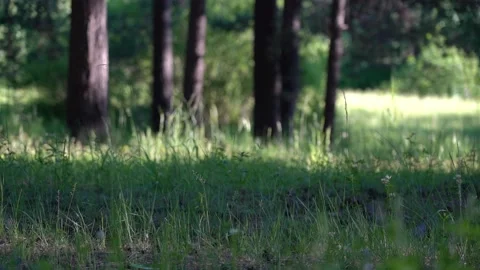 A cyclist rides along a path through a forest view. Stock Footage 133586629