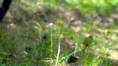 A cyclist rides along a path through a forest view. Stock Footage 133590274