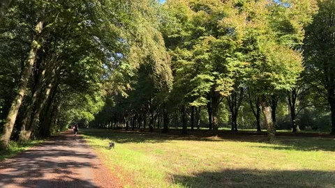 Cyclist rides along tree-lined park path with lush green foliage under dappled Stock Footage 347097970