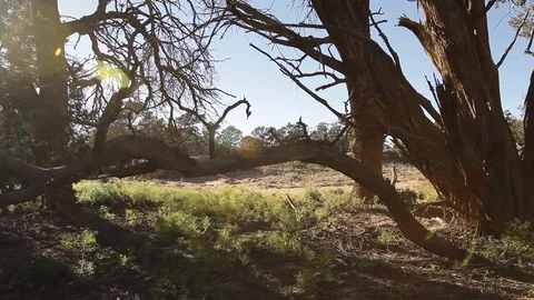 Cyclist rides down a path behind trees and bushes Stock-Footage 90821743