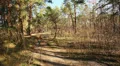 cyclist rides on the morning wood HD Footage