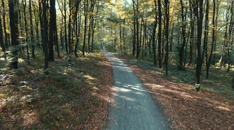 Cyclist Rides Through the Autumn Forest. 4k (Uhd) Video Stock Footage 67697253