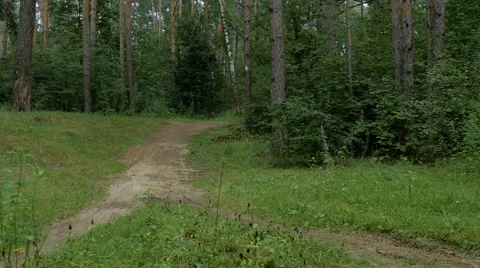 Cyclist rides through the forest Stock-Footage 65316781