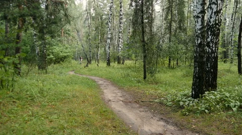 Cyclist rides through the forest Stock-Footage 65765384