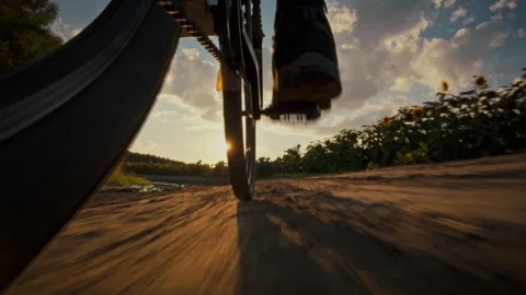 Cyclist rides through a sunlit dirt path surrounded by sunflowers in the eve Stock Footage 323764403