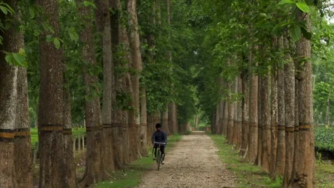 Cyclist Riding Along a Tree-Lined Plantation Road Stock Footage 336531722