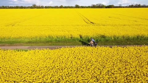 Cyclist riding in between two canola fields Stock Footage 154349606