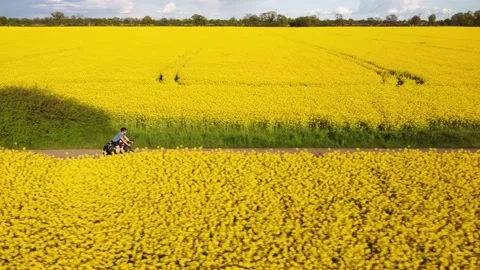 Cyclist riding in between two canola fields Video stock 154349610
