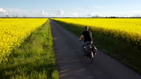 Cyclist riding into the distance between two canola fields Stock Footage 154349698