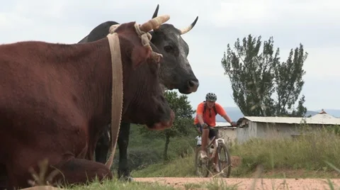 Cyclist riding pass cows Stock Footage 22256424