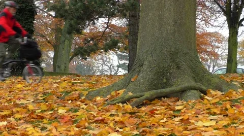 Cyclist riding past a tree trunk in Autumn Video stock 44371838