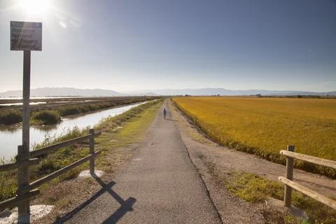 Cyclist riding path through ebro delta rice field Stock Photos