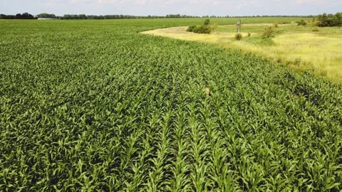 The cyclist is riding through a cornfield. Stock Footage 276294576