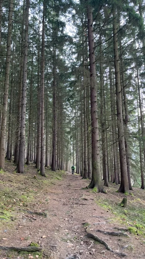 Cyclist Riding Through Dense Pine Forest Stock Footage 304009022