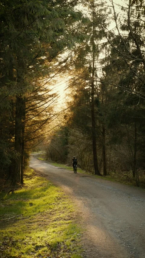 Cyclist riding through forest trail at golden hour Stock Footage 305406647