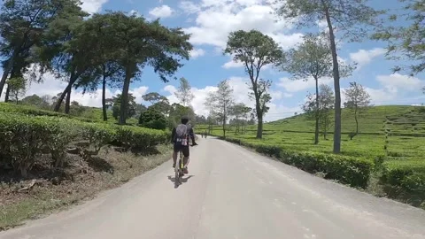 Cyclist Riding Through Scenic Tea Plantation Road in Pangalengan, Indonesia. Stock Footage 344310806
