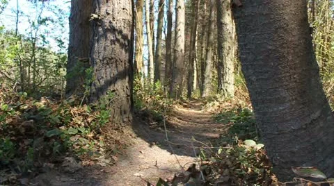 Cyclist on singletrack between the trees Stock Footage 10804762