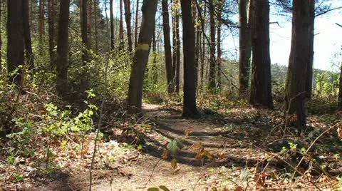Cyclist on singletrack between the trees Stock Footage 10804803
