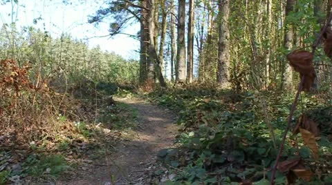 Cyclist on singletrack in forest Stock Footage 10804785