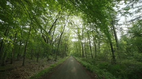 Cyclist view riding through beautiful green forest in summer 4K Stock Footage 156466164