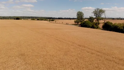 Cyclist  wheat fields Stock Footage 92116734