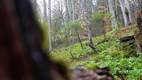 Cyclist in the wood Stock Footage 107659078
