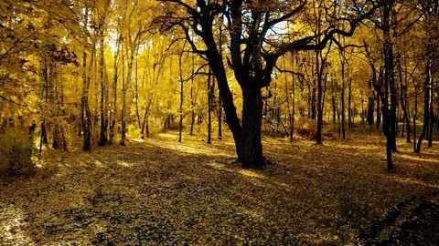 Cyclists in the autumn forest Stock Footage 103402435