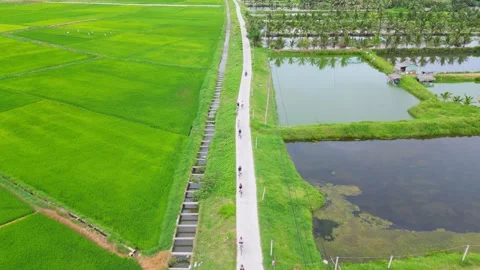 Cyclists on a concrete path between green rice fields Stock Footage 322867887