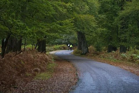 Cyclists cycle through the New Forest National Park during autumn at Bolderwo Stock Photos