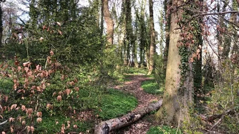 Cyclists in the forest by day Stock Footage 152846677