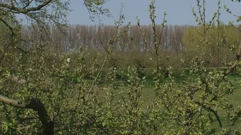 Cyclists over river dike behind branches apple tree. Stock Footage 21879555