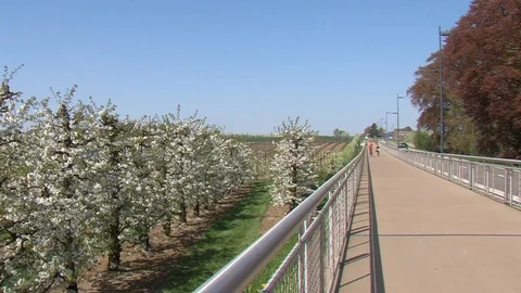 Cyclists passing by an orchard in bloom Stock Footage 88788171