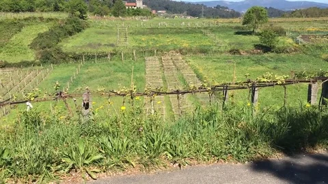 Cyclists quickly pass alongside a vineyard in Spain Stock Footage 124999807