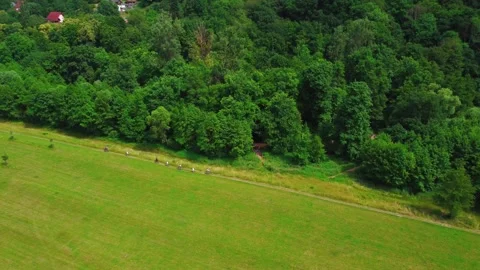 Cyclists ride along a path through a meadow near the forest Stock Footage 161066848