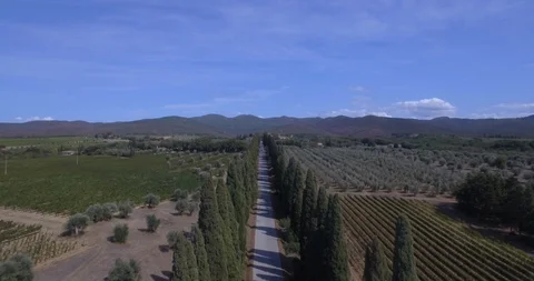 Cyclists riding bikes through Cypress trees in Tuscan fields in Tuscany Italy dr Stock Footage 104178741