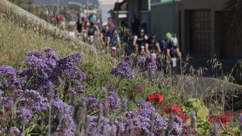 Cyclists riding in a group out of focus with lowers in the foreground, 4K 50p. 스톡 동영상 162664379