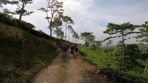 Cyclists Riding Mountain Bikes Down a Scenic Tea Plantation Hillside Видео 347141205
