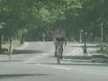 Cyclists riding on the road in Central Park Footage