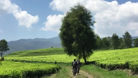 Cyclists Riding Through Green Tea Plantation with Mountain Landscape, Indonesia Видео 345108891