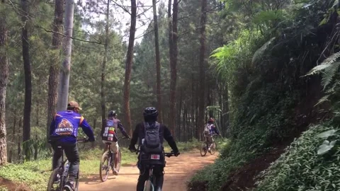 Cyclists Riding Through a Pine Forest, Garut, West Java, Indonesia. Видео 343415828