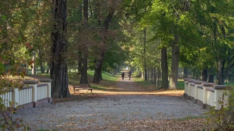 Cyclists on Tree Lined Path Stock Footage 340121686