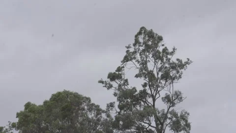 Cyclone Alfred Approaching Trees Blowing March 7th 2025 Video stock 303620575
