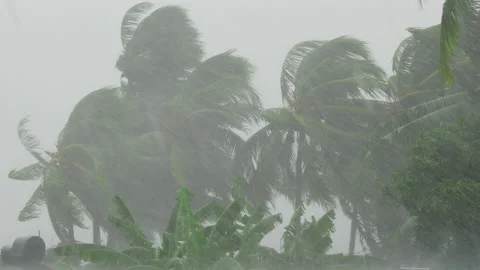 Cyclone BATSIRAI. Heavy rain breaks palm trees. Tree Branches Bending under Stock Footage 169560810