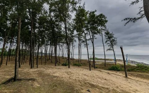 Cyclone sky through the pine forest at the sea beach of Digha, West Bengal, I Stock Photos