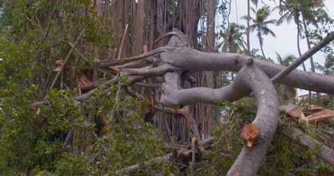 Cyclone Takes down a Massive tree Stock Footage 154970385