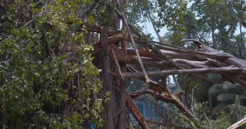 Cyclone Takes down a Massive tree which falls on house Stock Footage 154970606