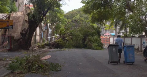 Cyclone Tree fall Destruction city cleaner Stock Footage 154857389