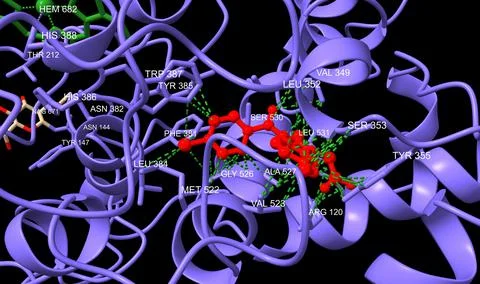 Cyclooxygenase-2 bound to non-selective inhibitor, indomethacin (red) Stock Illustration