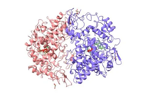 Cyclooxygenase-2 complexed with non-selective inhibitor, indomethacin (red) Stock Illustration