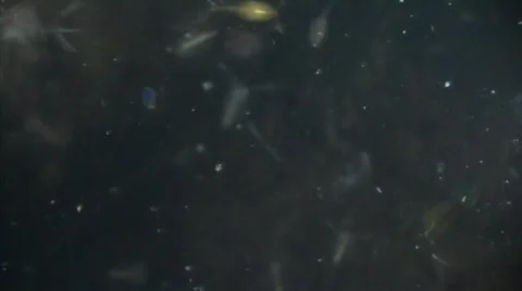 Cyclops and Daphnia Vidéo 345470